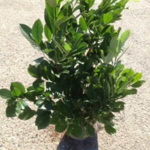 Kirschlorbeer Rotundifolia 100-125 cm Höhe Ballenware