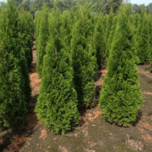 Lebensbaum Thuja occidentalis Smaragd 200-220 cm Höhe Ballenware *Maßbereich 200-220 Mindestabnahme 30 Stk.*
