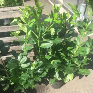 Kirschlorbeer Rotundifolia 60-80 cm Höhe Topfware